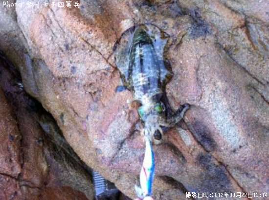 �����ꥤ��