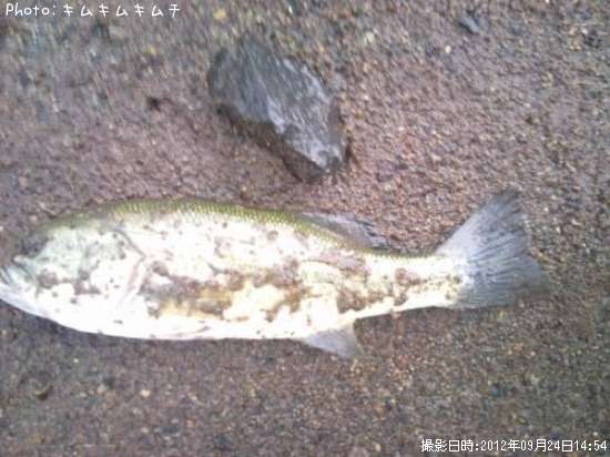 �֥�å��Х�