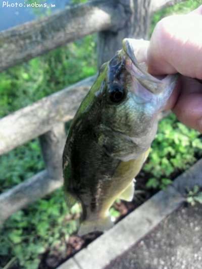 �֥�å��Х�