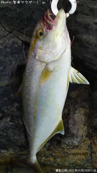 ����ѥ���