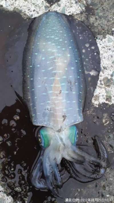 �����ꥤ��