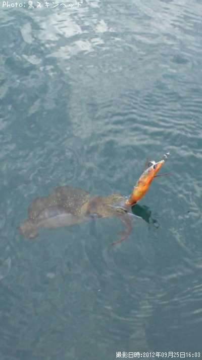 �����ꥤ��