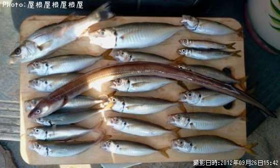 ���ʥ������������亮���ץ����������ϥ���