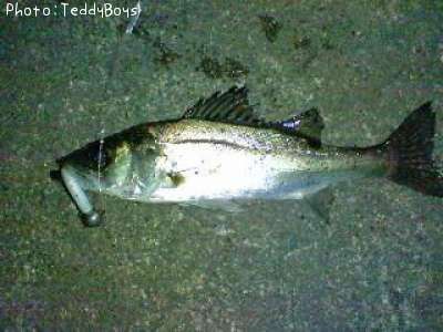 �����Х�