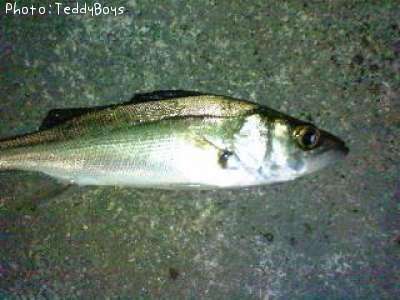 �����Х�