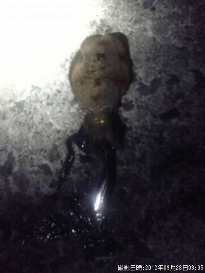 �����ꥤ��