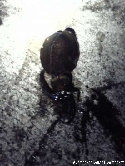 �����ꥤ��