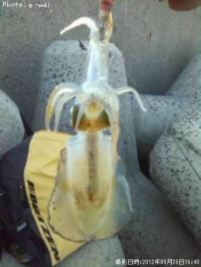 �����ꥤ��