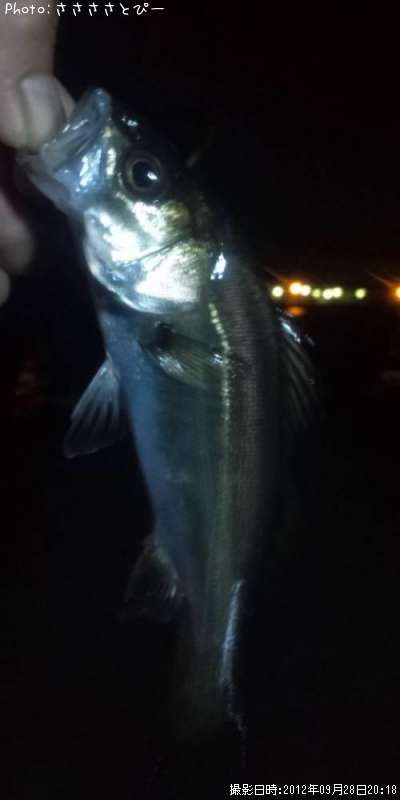 �����Х�