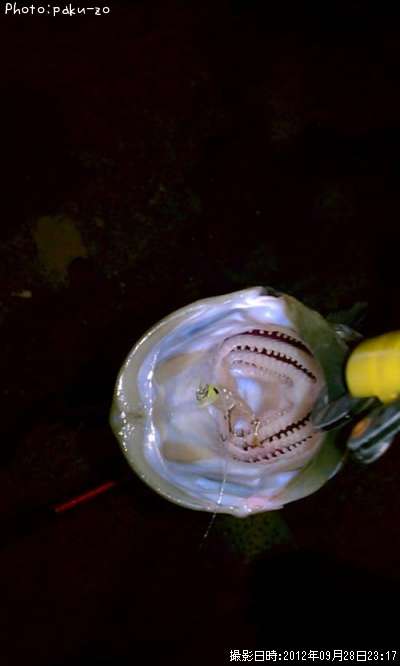 �����Х�