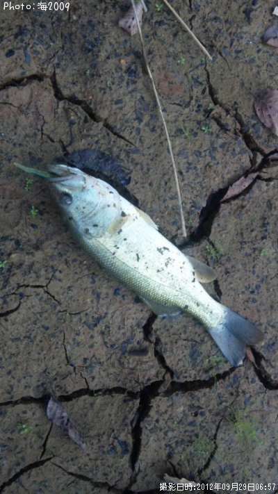 �֥�å��Х�