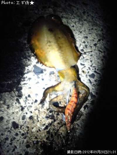 �����ꥤ��