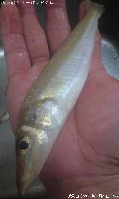 �ѡ���ԥ󥯤ε��ؿ�