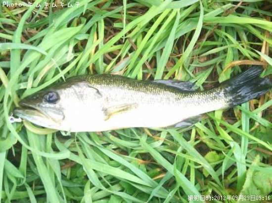 �֥�å��Х�