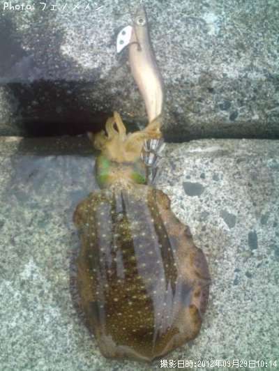 �����ꥤ��