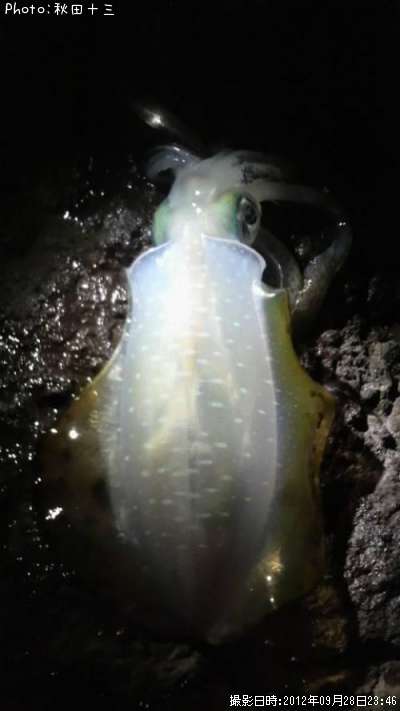 �����ꥤ��