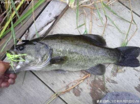 �֥�å��Х�