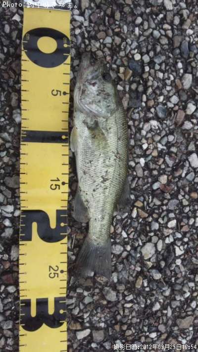 �֥�å��Х�