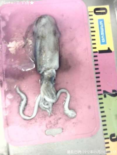 �����ꥤ��