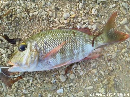 �����ʥ�