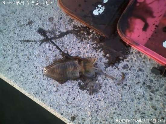 �����ꥤ��