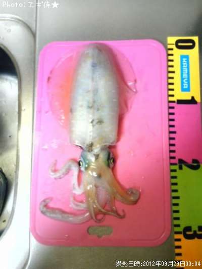 �����ꥤ��