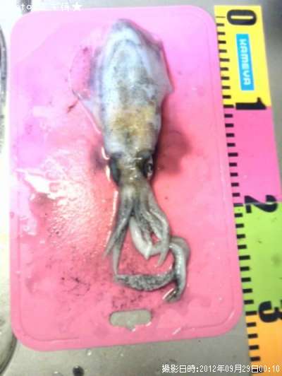 �����ꥤ��