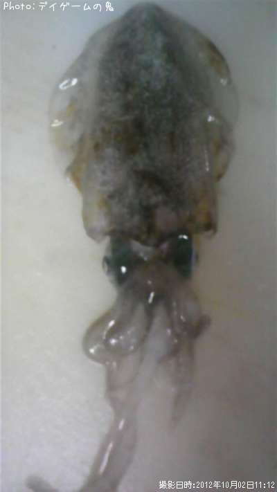 �����ꥤ��