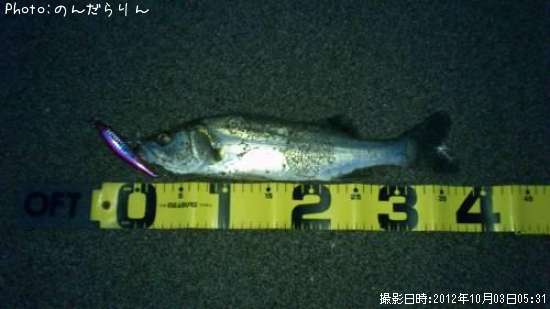 �����Х�