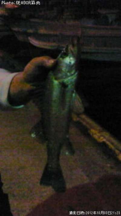 �����Х�