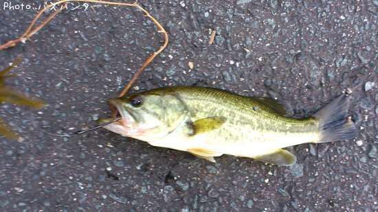 �֥�å��Х�