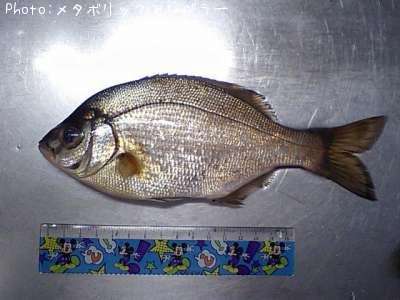 ���ߥ��ʥ�