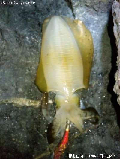 �����ꥤ��