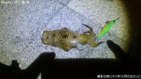 �����ꥤ��