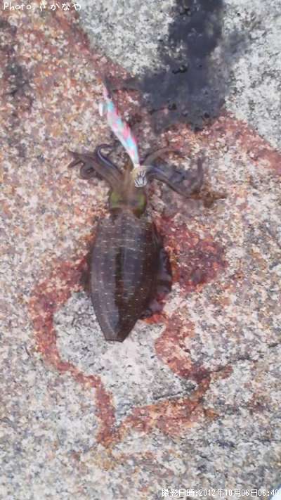 �����ꥤ��