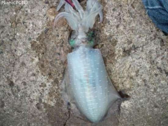 �����ꥤ��