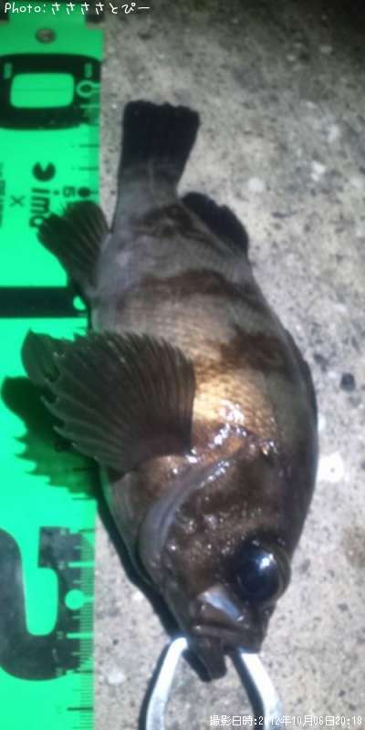 ��Х�������Х�