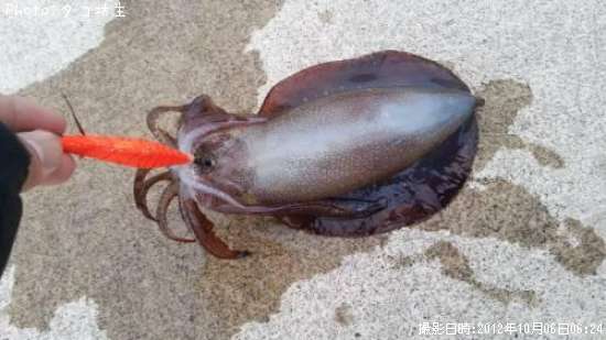 �����ꥤ��