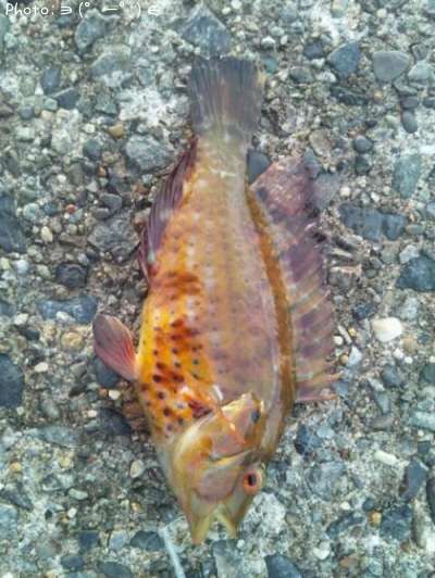 ���ϥ����٥�