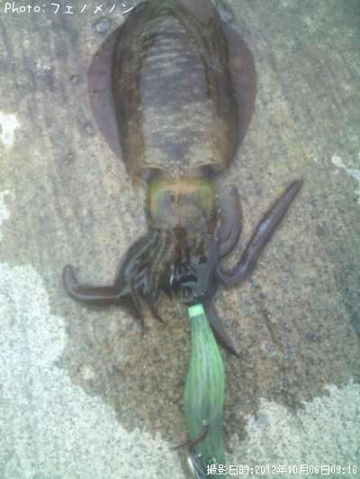 �����ꥤ��