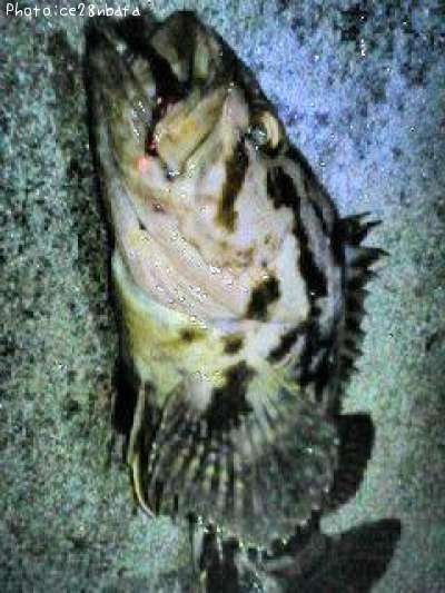 �����Υ���Х�