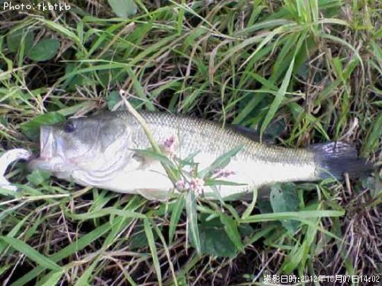 �֥�å��Х�