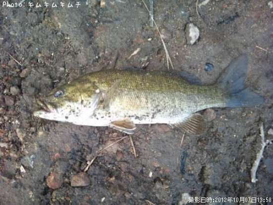 ���⡼��ޥ����Х�