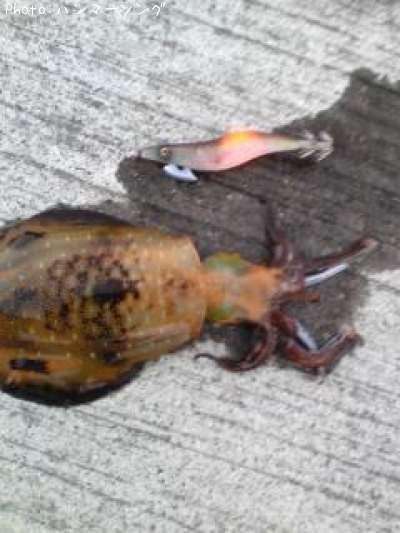 �����ꥤ��