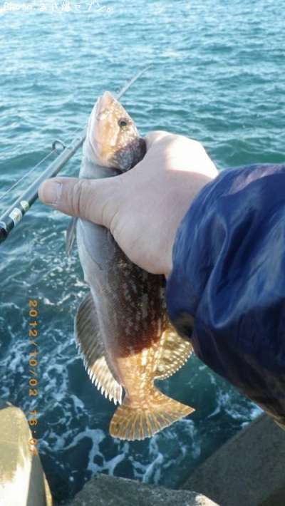 �����ʥ�