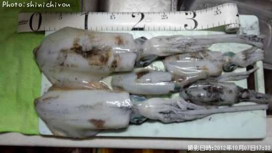 �����ꥤ��