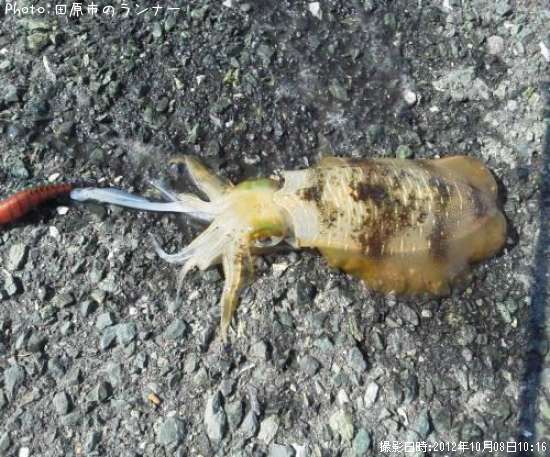 �����ꥤ��