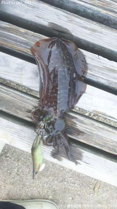 �����ꥤ��