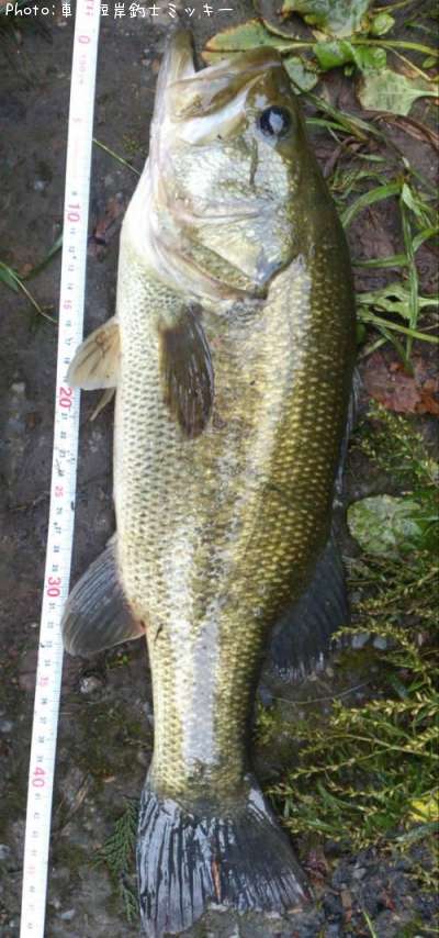 �֥�å��Х�