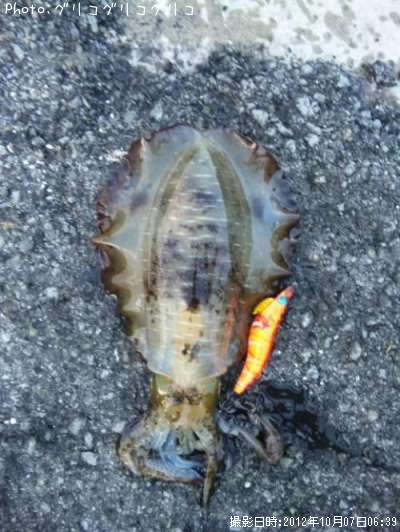 �����ꥤ��